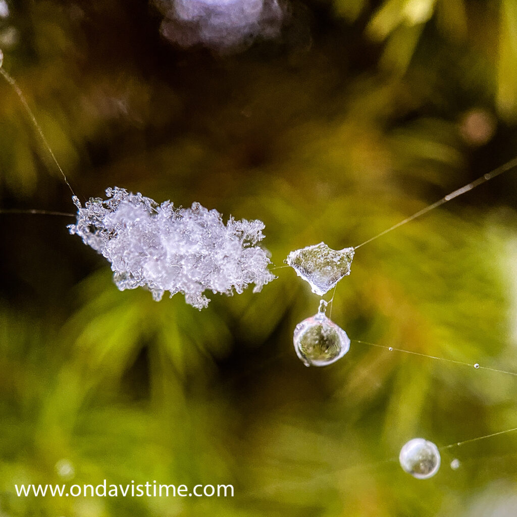 Favorite Photos of 2021 - November snow on a spider web