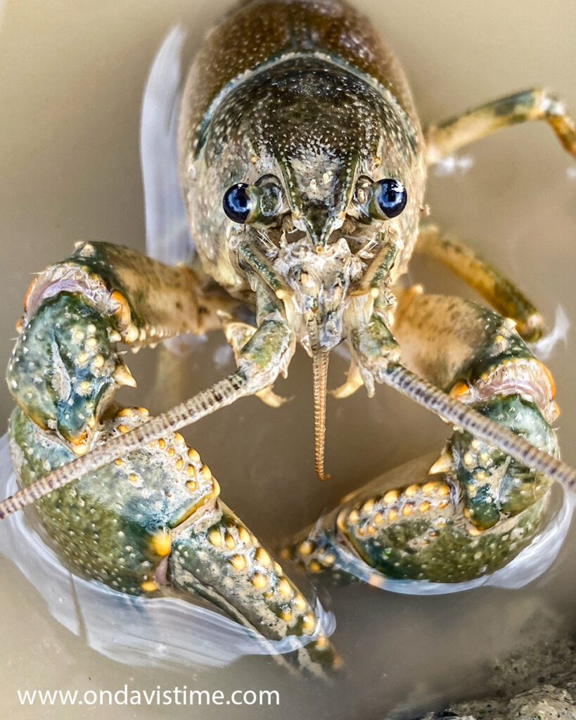 Favorite Photos of 2021 - October blue eyed crayfish