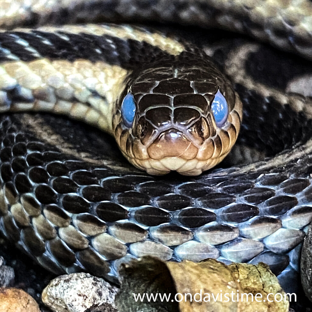 Favorite Photos of 2021 - September Blue eyed garter snake