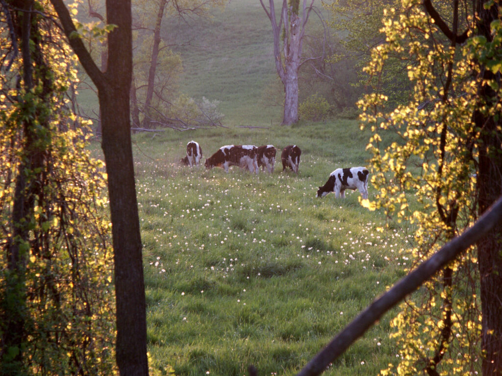 Frame your subject - see how the trees create a frame for the cows?