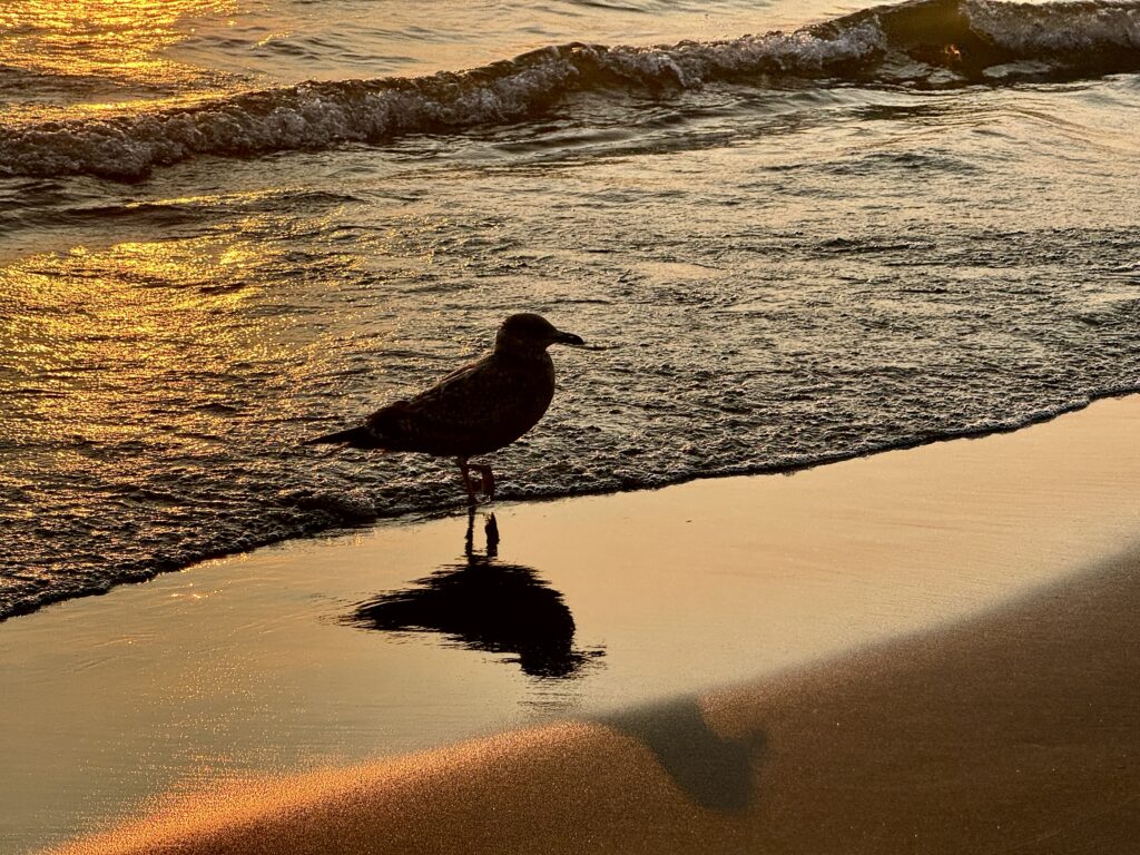One Tip at a Time Tip 13 - Options for Live iPhone Photos