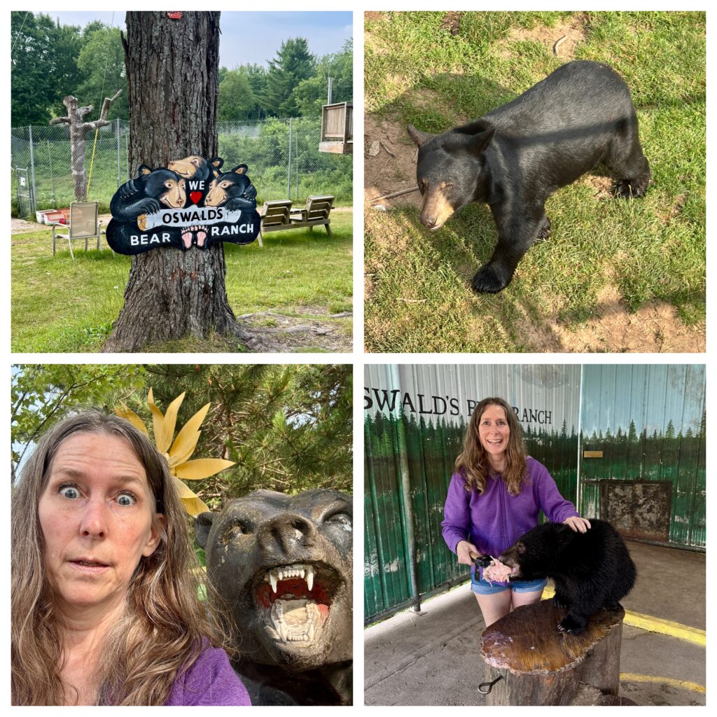 Oswalds Bear Ranch - feeding grown bears and petting babies