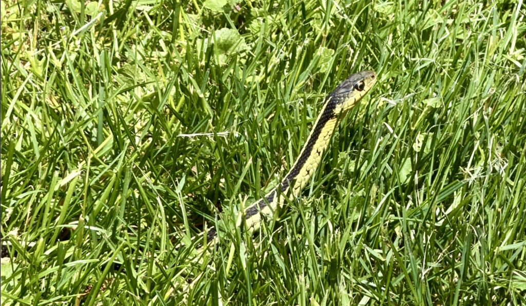 One Tip at a Time Tip 17 - Utilizing Burst Mode On iPhone