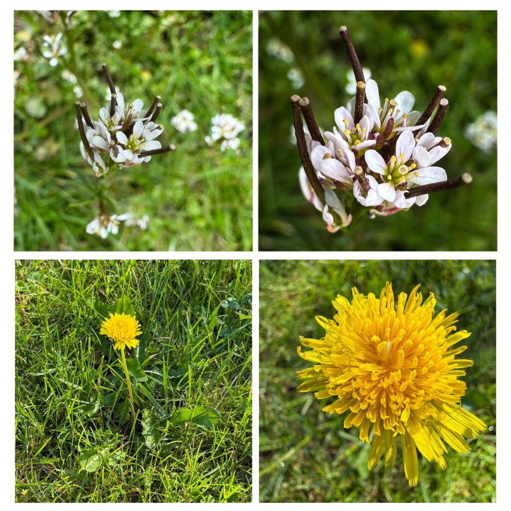 Pics on left are the standard, pics on right show what changes when you put in macro mode and get closer. 