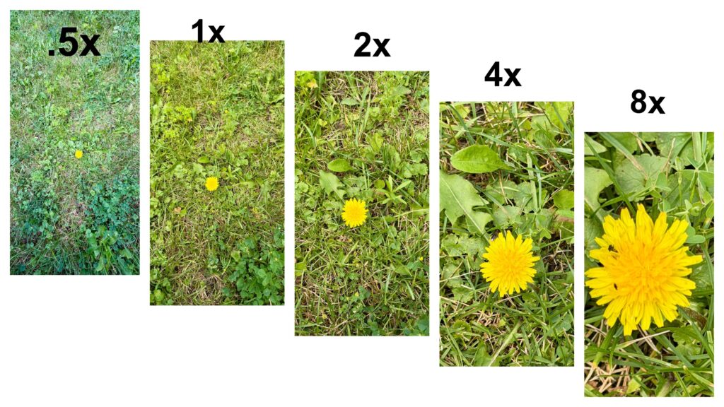 Dandelion from .5x, 1x, 2x, 4x, 8x