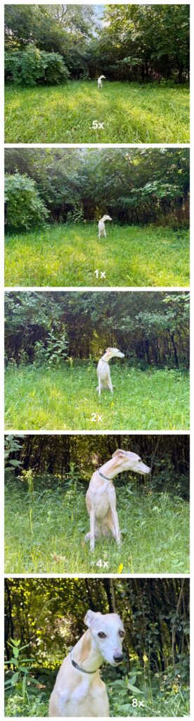 Maizie - From .5x, 1x, 2x, 4x, 8x