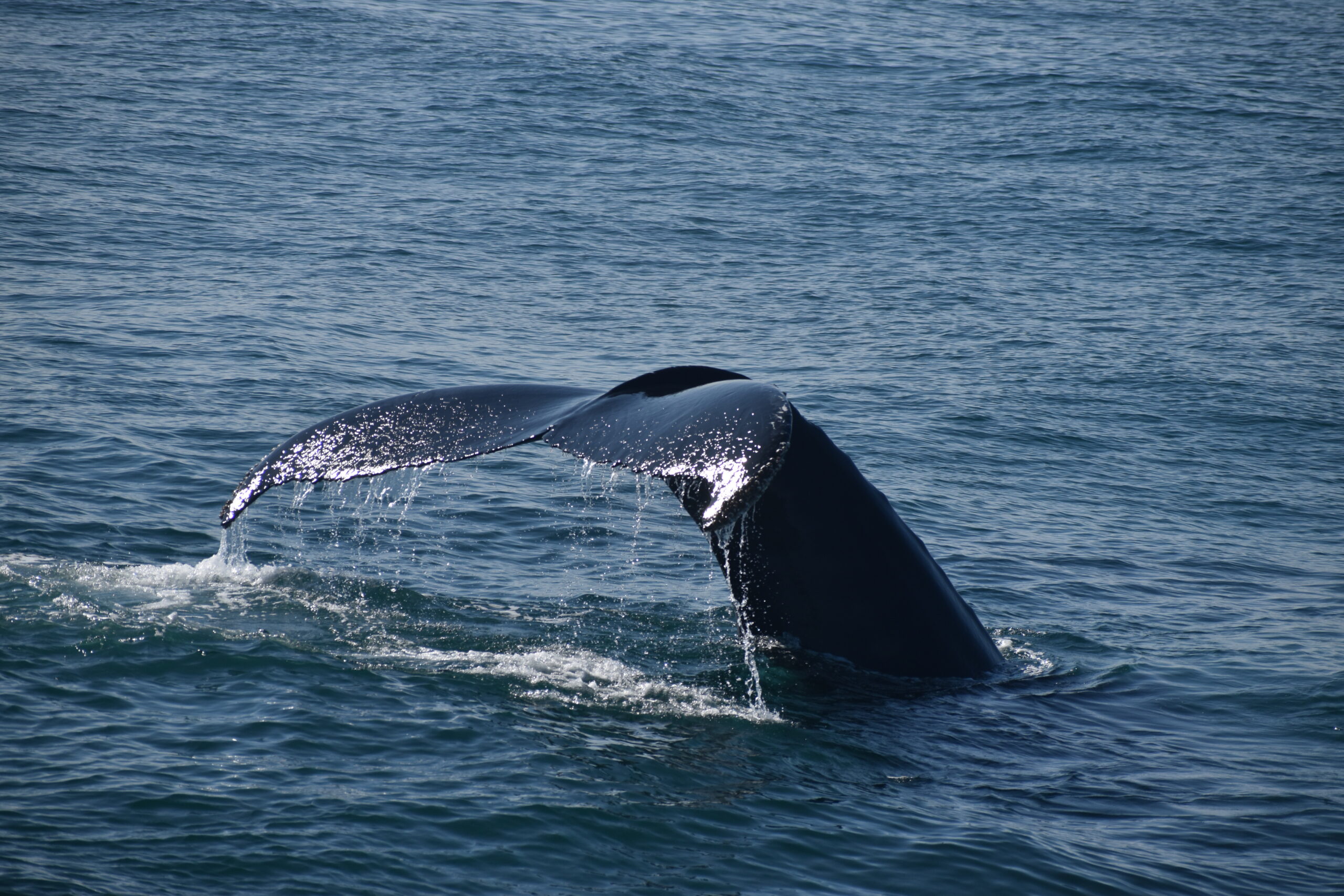 Whale watching